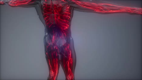 Blutgefäße-Des-Menschlichen-Körpers
